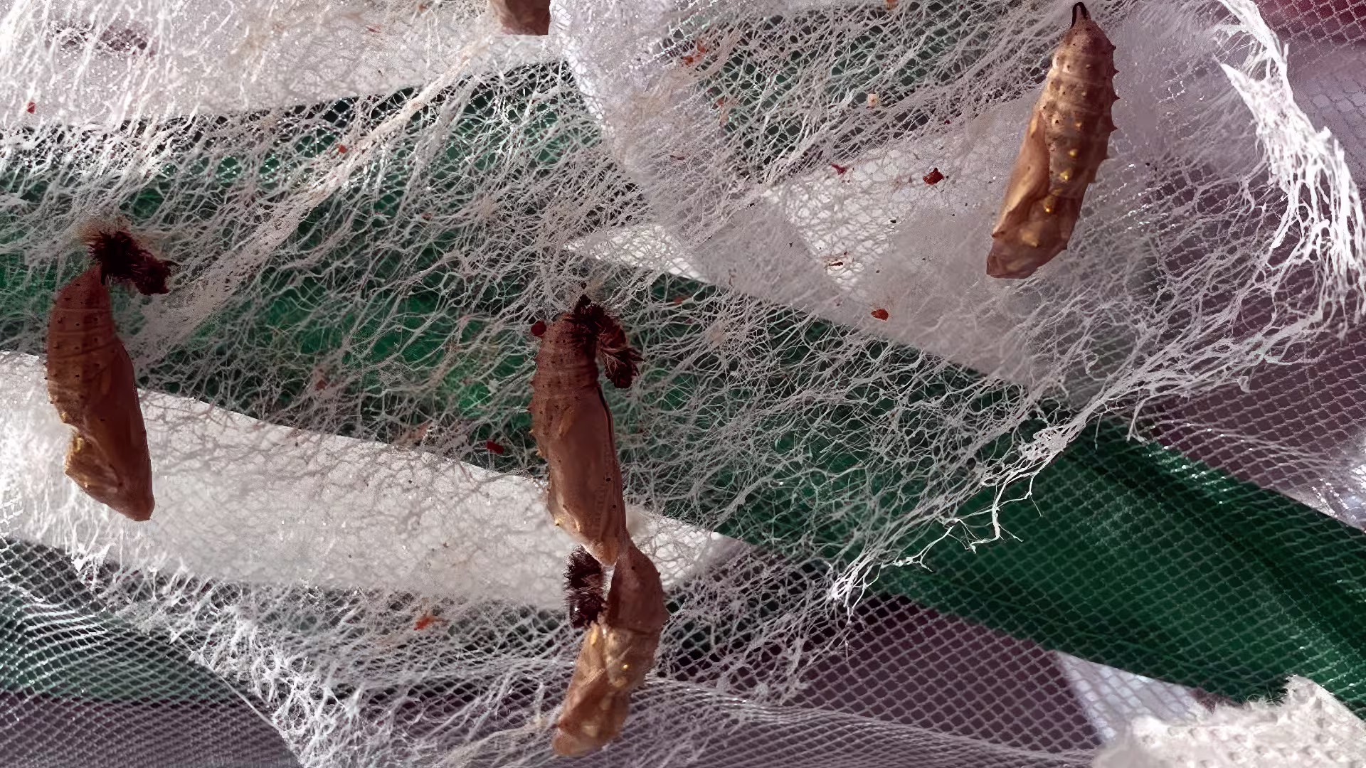 Metamorphose im Fach Naturphänomene – viele kleine Wunder Metamorphose im Fach Naturphänomene – viele kleine Wunder